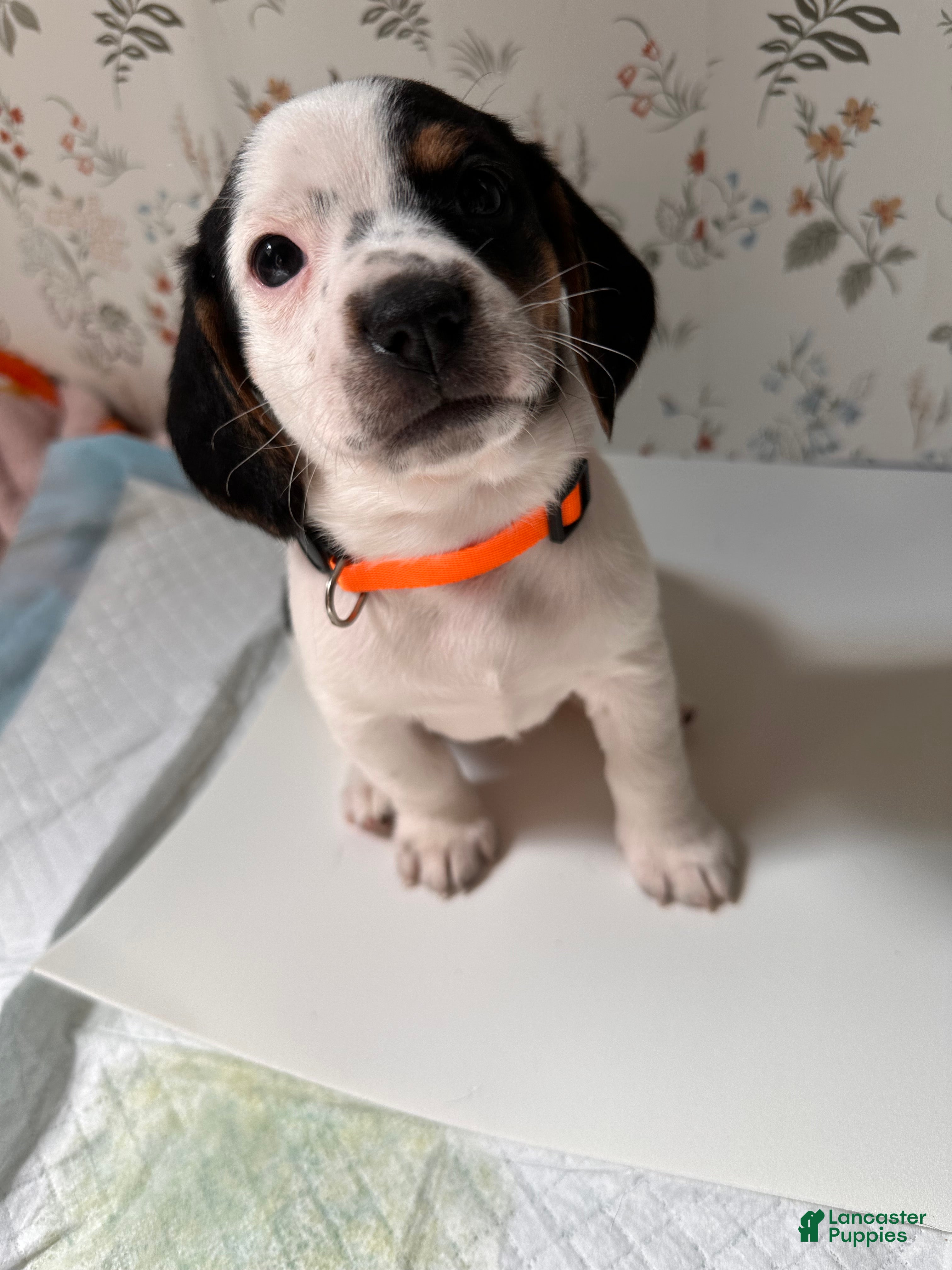 Mixed Breed dogs Mahi - Ad 10