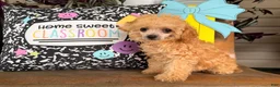 Toy Poodle dogs for sale: Missy - Ad 5
