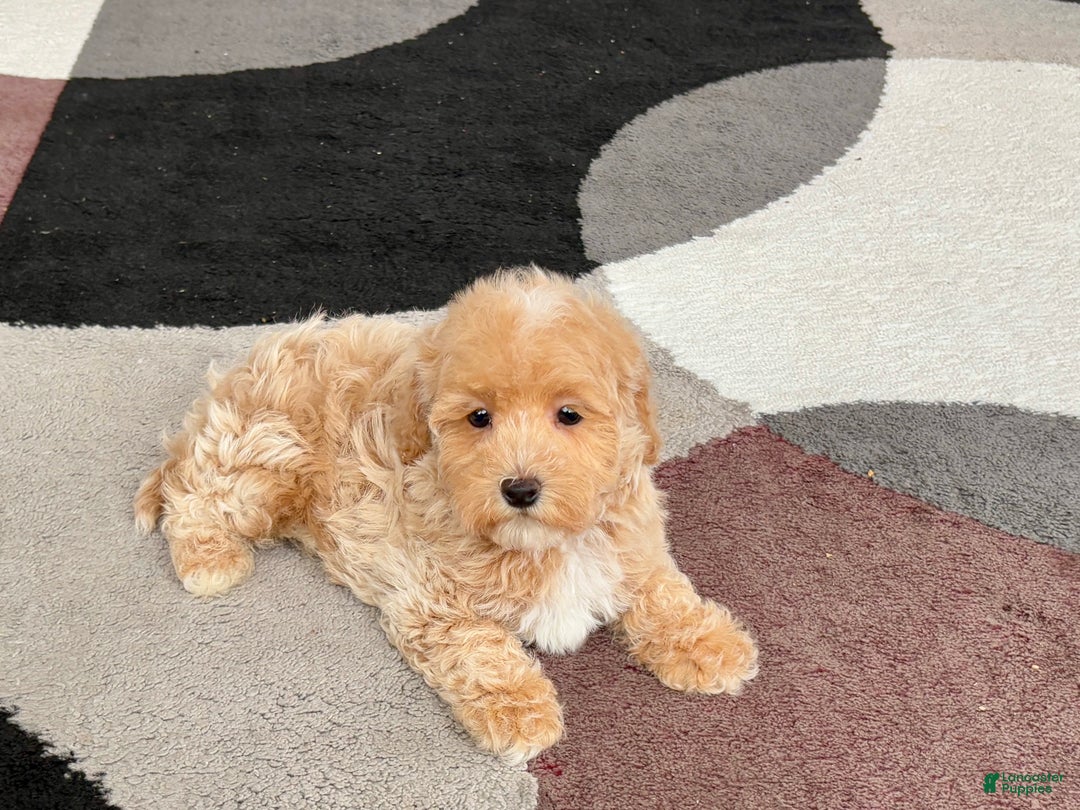 Havapoo dogs for sale: Havapoo Puppy 1 - Ad 7