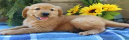Golden Retriever dogs for sale: Rocky - Ad 6