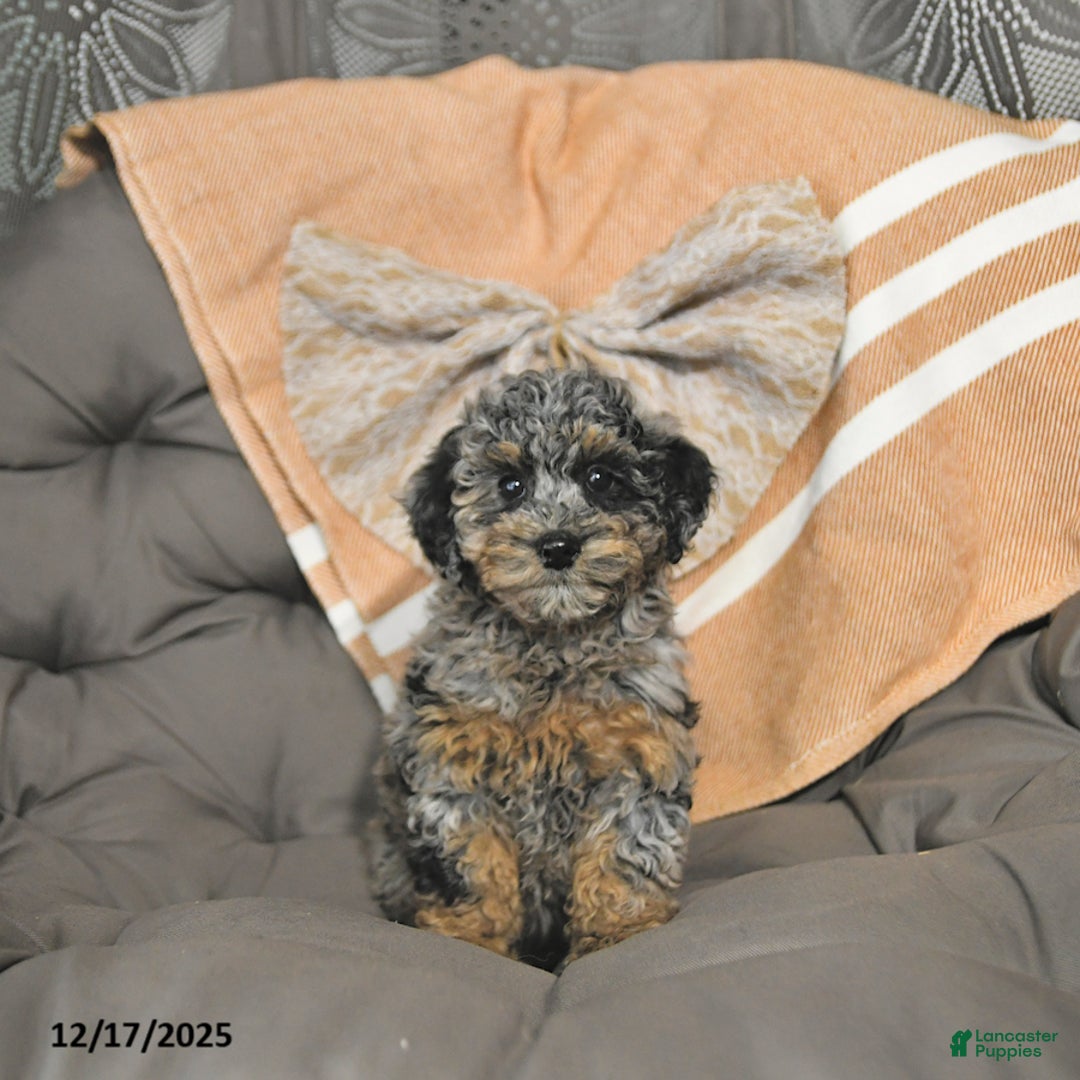 Miniature Poodle dogs for sale: Annie - Ad 1