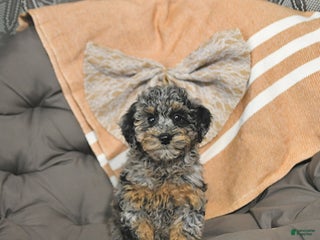 Miniature Poodle dogs Annie - Ad 22