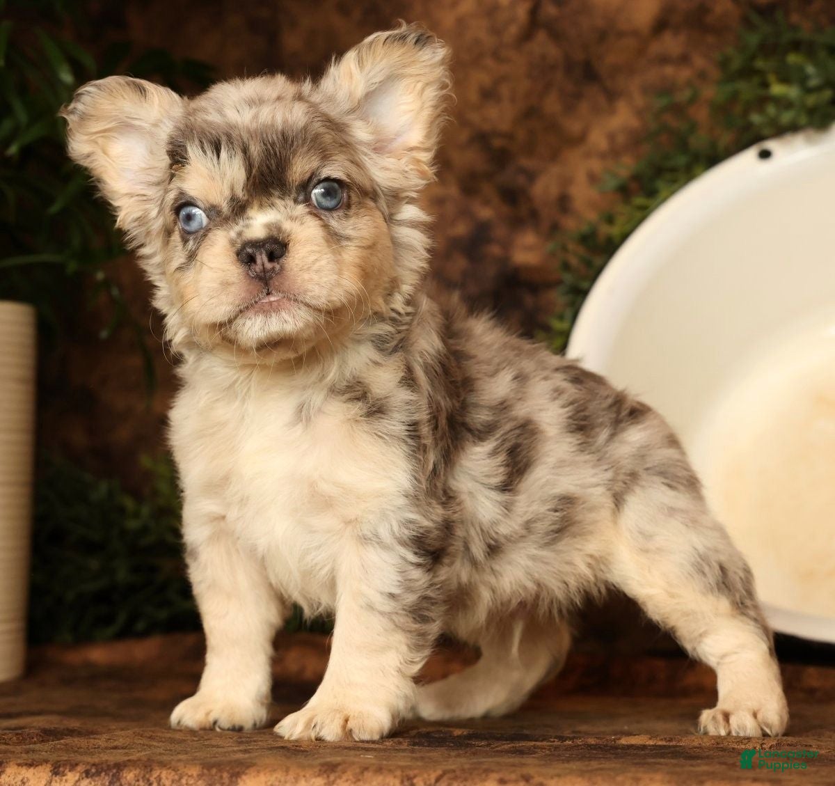 French Bulldog dogs for sale: Lonnie - Ad 3