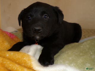 Border Collie dogs Border Collie Puppy 2 Lanny - Ad 39