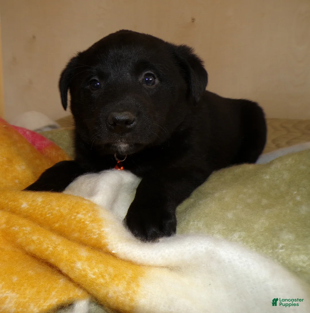 Border Collie dogs for sale: Border Collie Puppy 2 Lanny - Ad 1