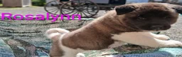 Akita dogs for sale: Rosalynn - Ad 7