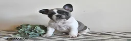 French Bulldog dogs for sale: Georgie - Ad 4