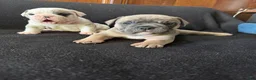 English Bulldog dogs for sale: Sable fawn male - Ad 5
