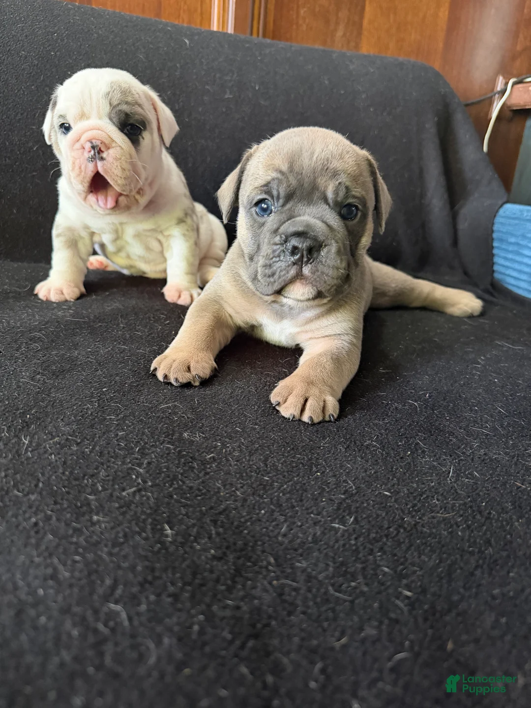 English Bulldog dogs for sale: Sable fawn male - Ad 5