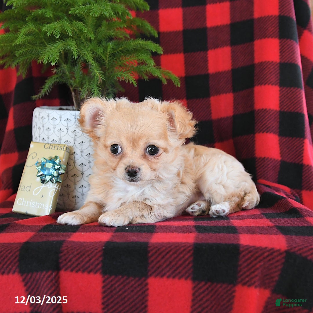 Chihuahua dogs for sale: Abby - Ad 4