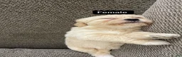 Mixed Breed dogs for sale: Mixed Breed 5 - Ad 1