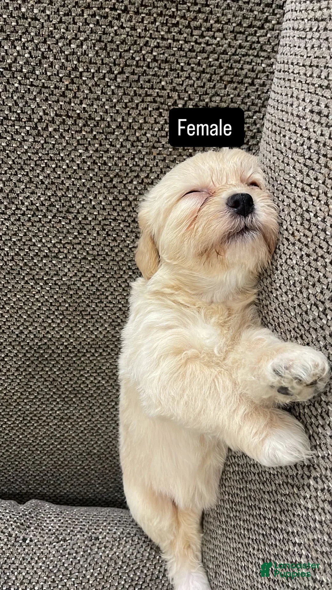 Mixed Breed dogs for sale: Mixed Breed 5 - Ad 1