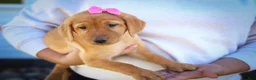 Labrador Retriever dogs for sale: NICKI - Ad 7