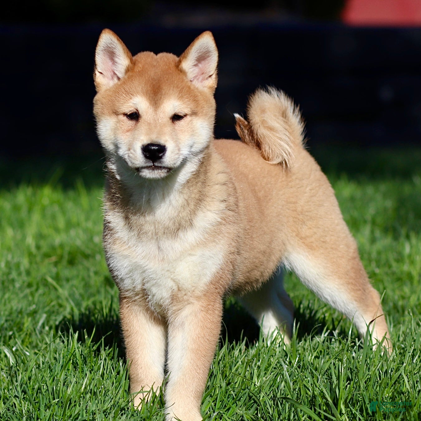 Shiba Inu dogs Gaston - Ad 2
