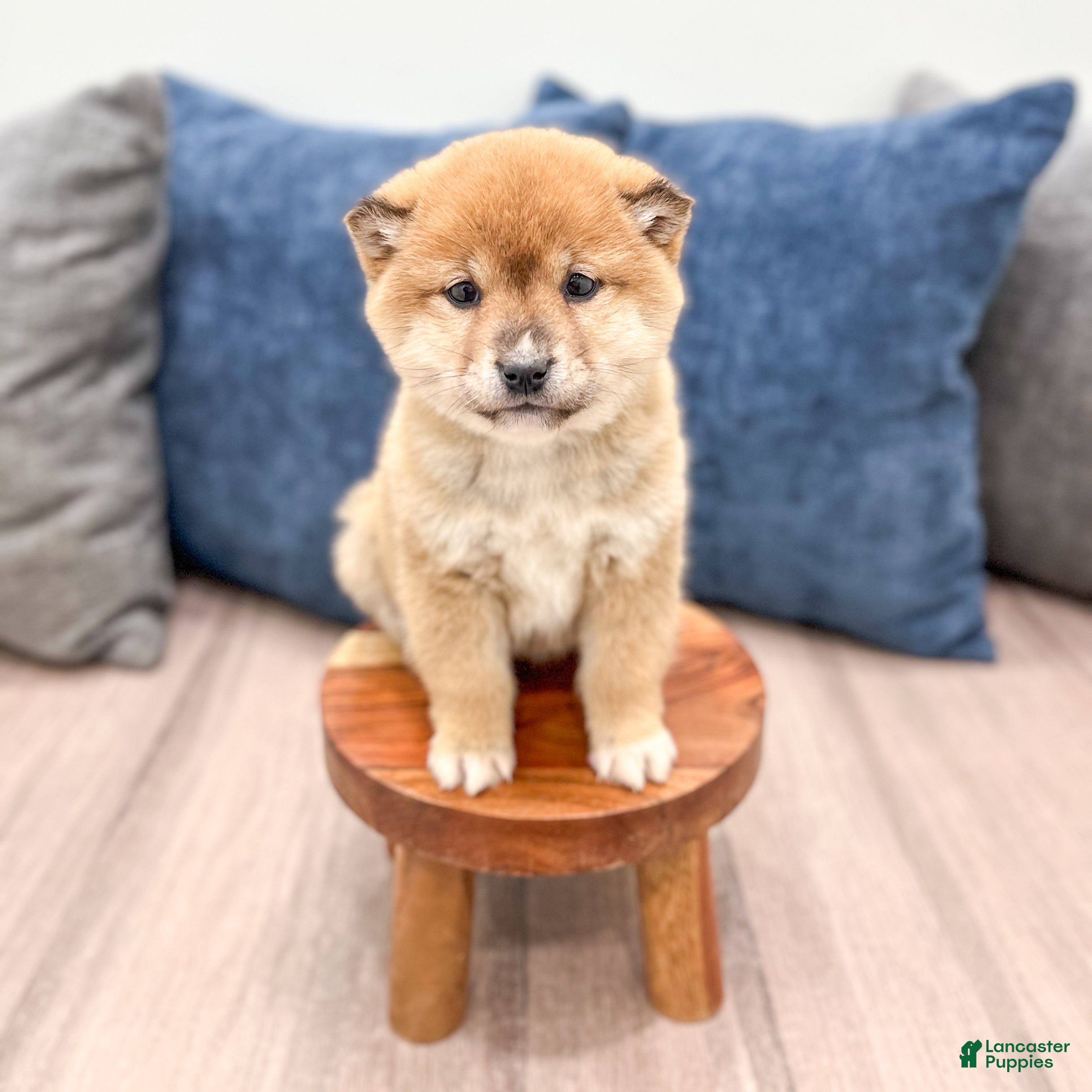 Shiba Inu dogs Lanie - Ad 2