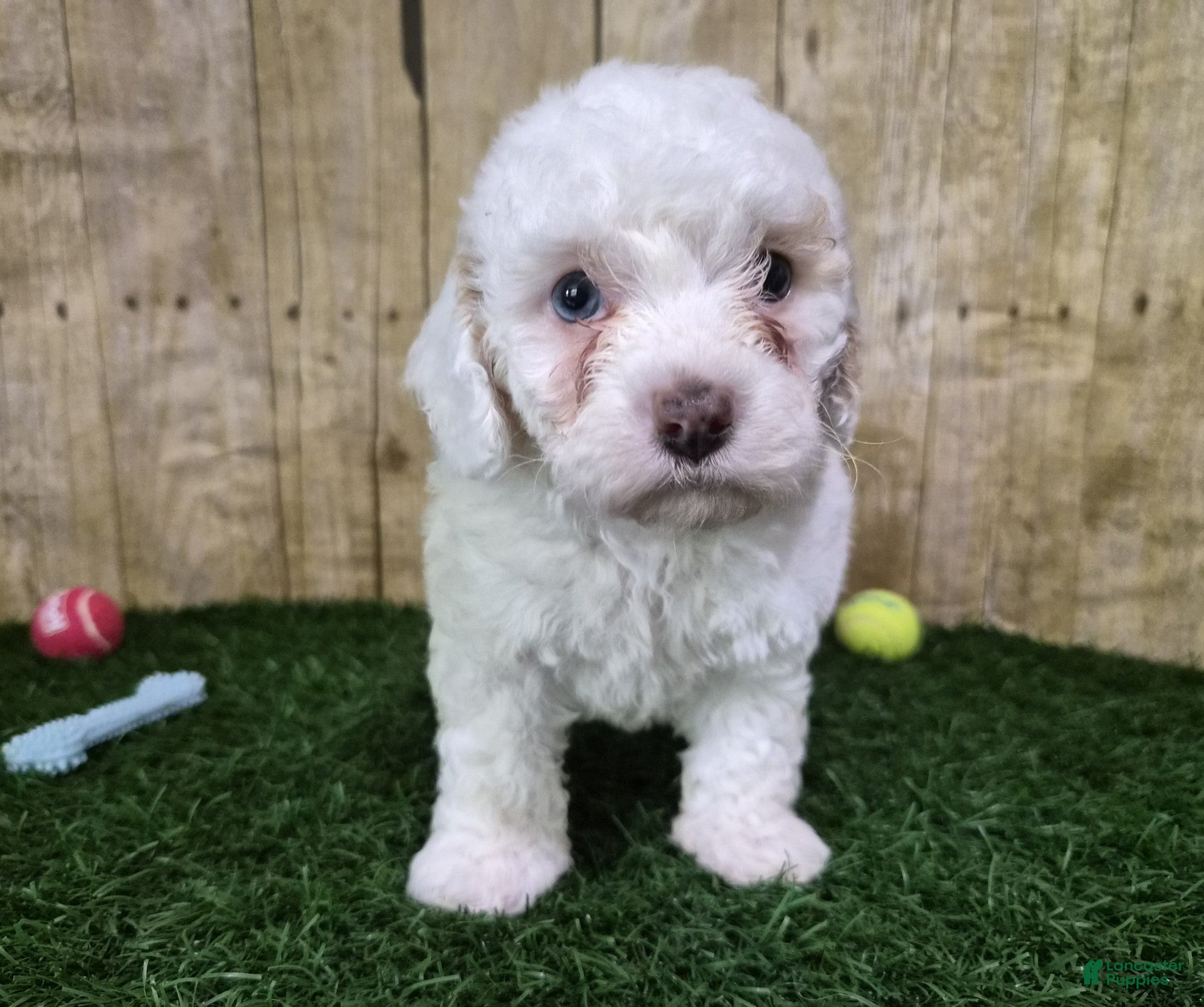 Miniature Poodle dogs Mercedes - Ad 2