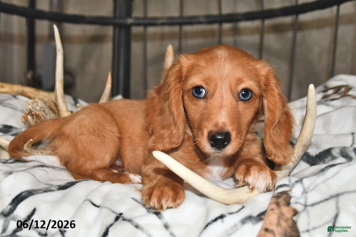 Miniature Dachshund dogs Carter - Ad 2