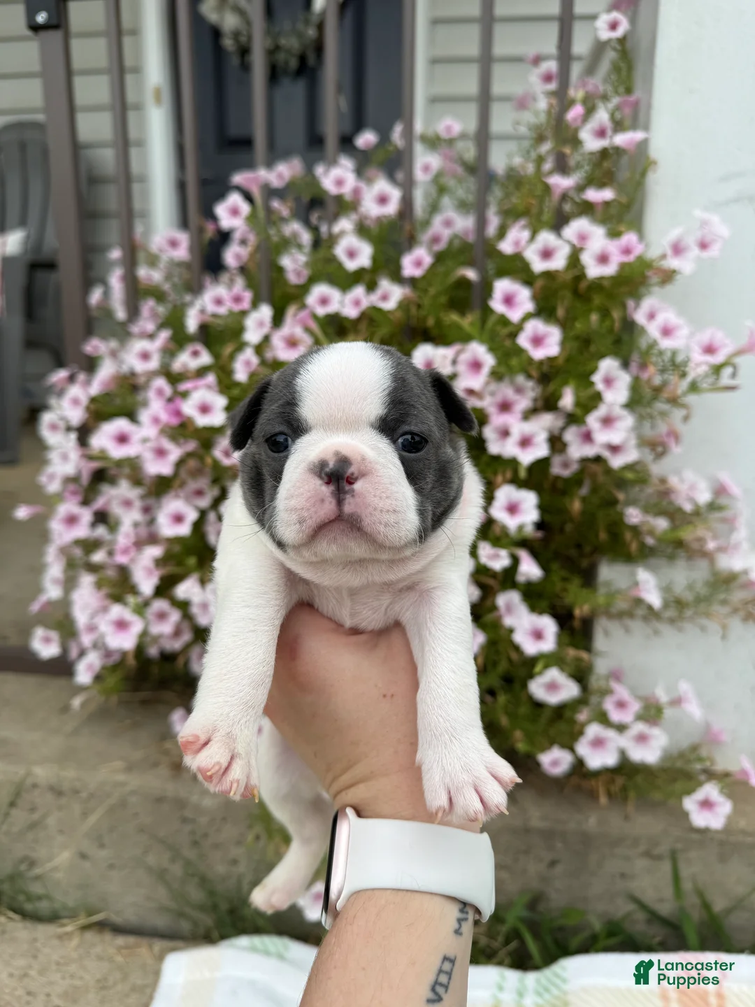 Boston Terrier dogs for sale: Boston Terrier 1 (Ripley) - Ad 1