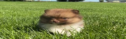 Pomeranian dogs for sale: (AKC) Buster - Ad 1