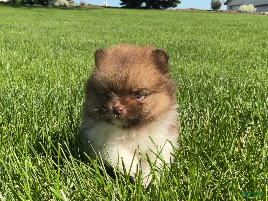 Pomeranian dogs for sale: (AKC) Buster - Ad 1
