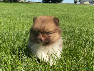 Pomeranian dogs for sale: (AKC) Buster - Ad 2