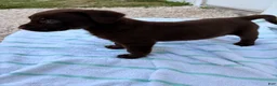 Labrador Retriever dogs for sale: Labrador Retriever Puppy 5 - Ad 6