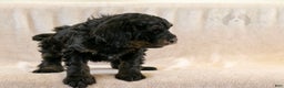 Bernedoodle dogs for sale: Aurora - Ad 4