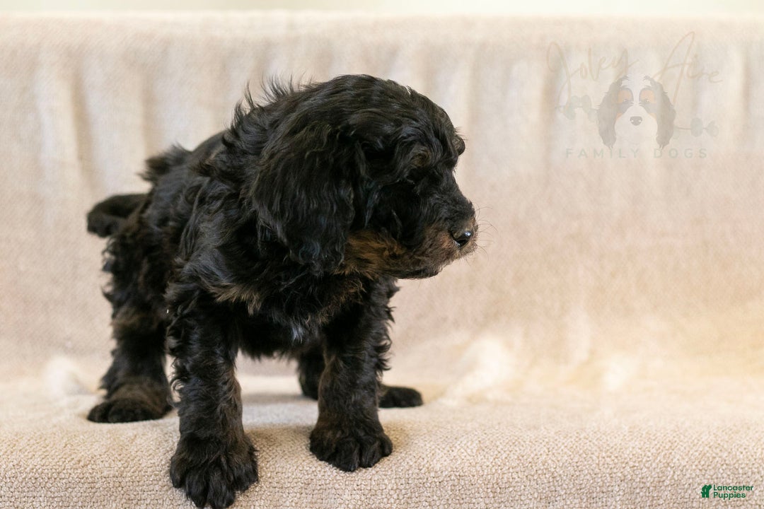Bernedoodle dogs for sale: Aurora - Ad 4