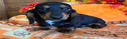 Miniature Dachshund dogs for sale: Scooter - Ad 2