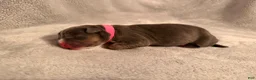 American Bully dogs for sale: Blue Tri Pink Collar - Ad 2