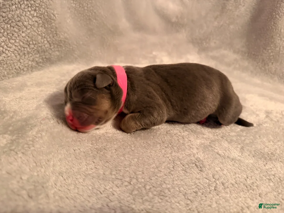 American Bully dogs for sale: Blue Tri Pink Collar - Ad 2