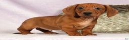 Miniature Dachshund dogs for sale: Simon - Ad 5