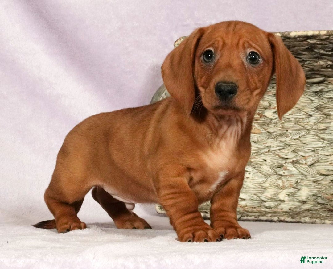 Miniature Dachshund dogs for sale: Simon - Ad 5