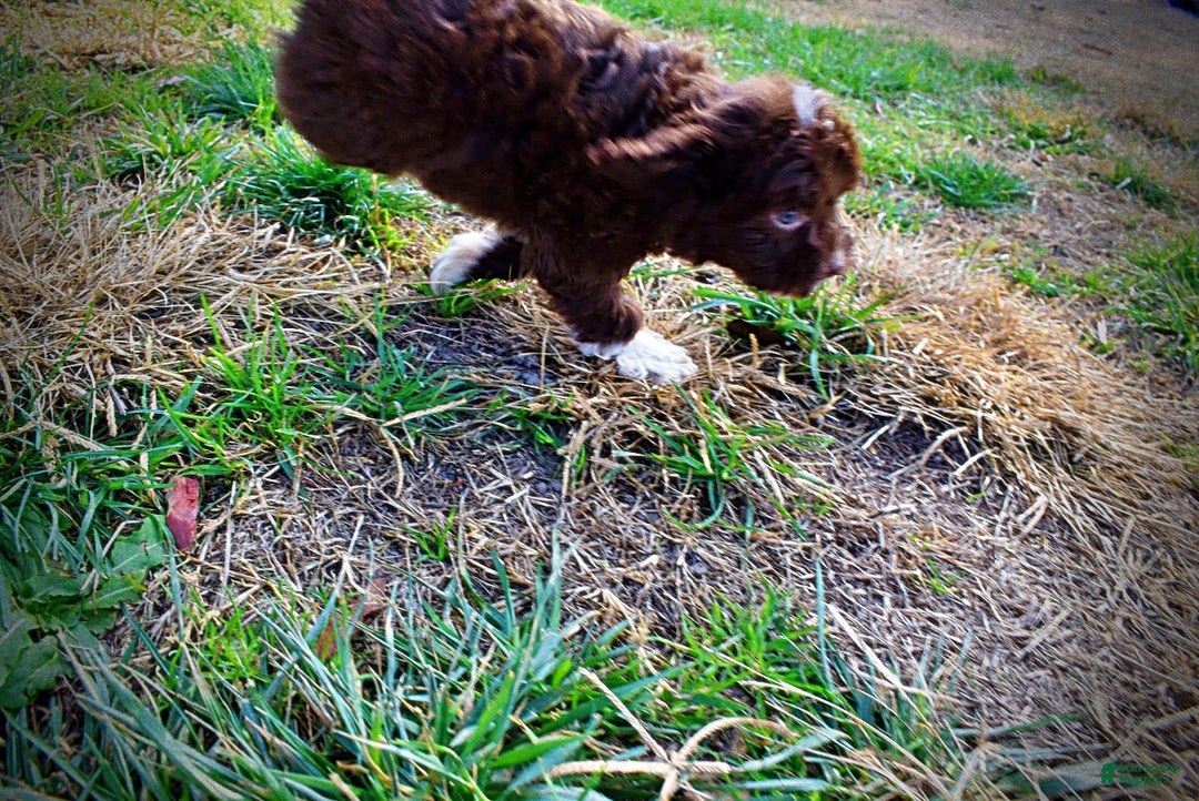 Havapoo dogs for sale: Ozzie - Ad 13