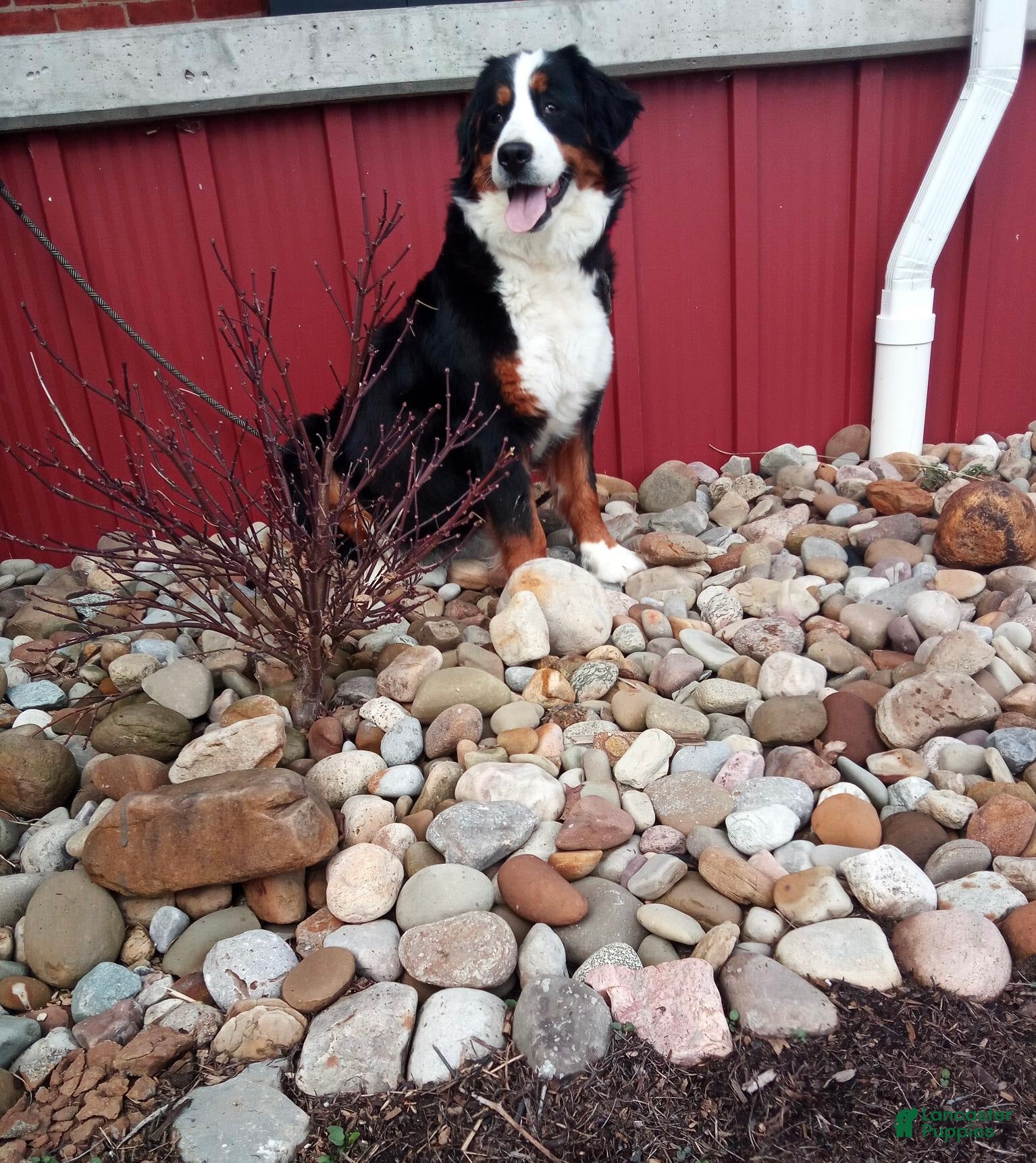 Sadie