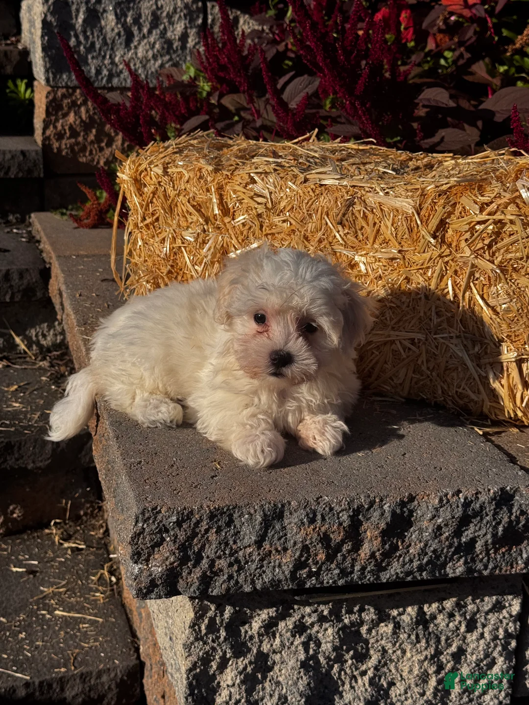 Coton De Tulear dogs for sale: Cinnamon  - Ad 6