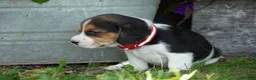 Beagle dogs for sale: Ranger - Ad 6