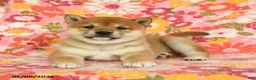 Shiba Inu dogs for sale: Sandy - Ad 2