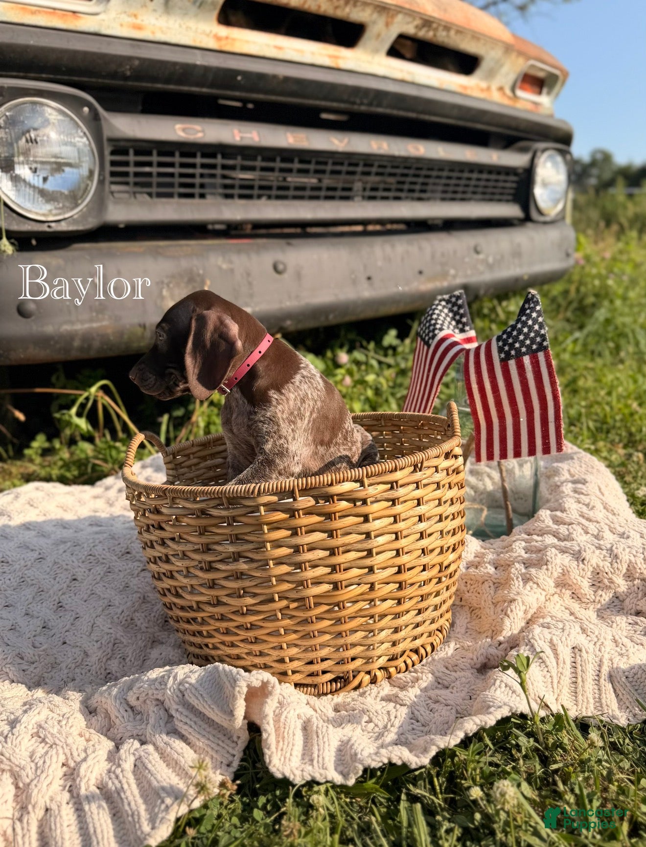 German Shorthaired Pointer dogs Baylor - Ad 1
