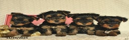Yorkiepoo dogs for sale: Dwilyn - Ad 10