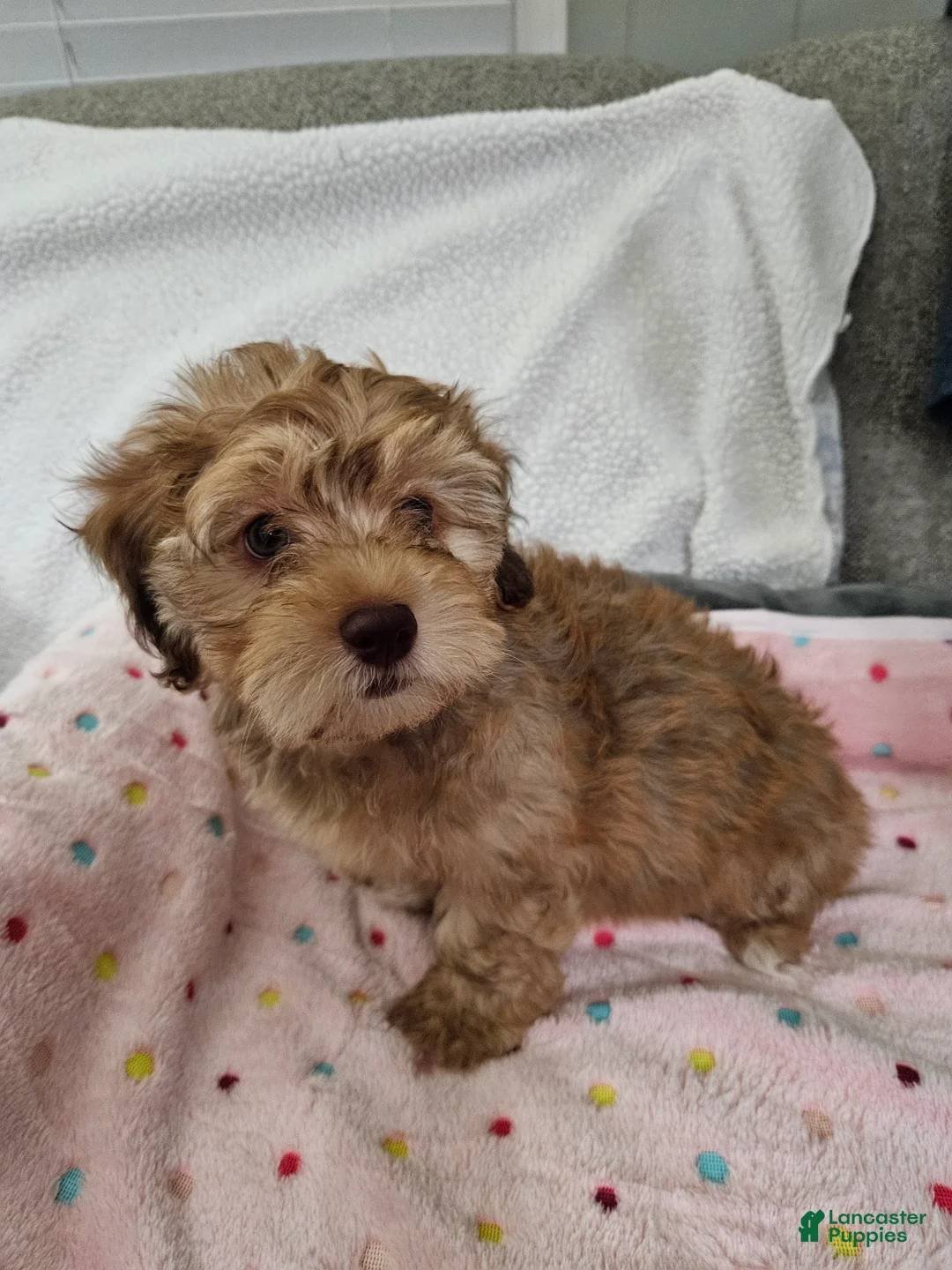 Havapoo dogs for sale: Jordie - Ad 2