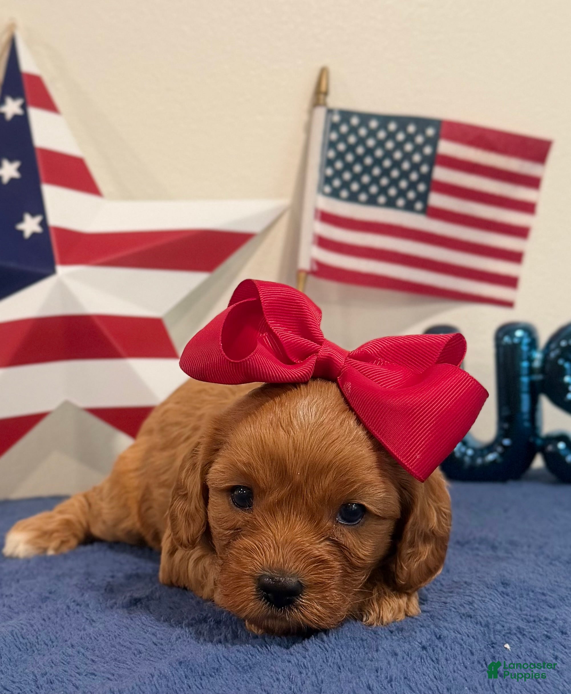 Cavapoo dogs for sale: Liberty - Ad 1