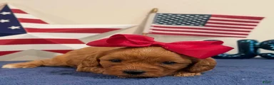 Liberty