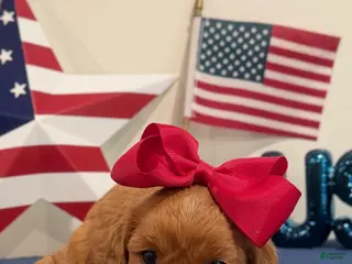 Cavapoo dogs for sale: Liberty - Ad 1
