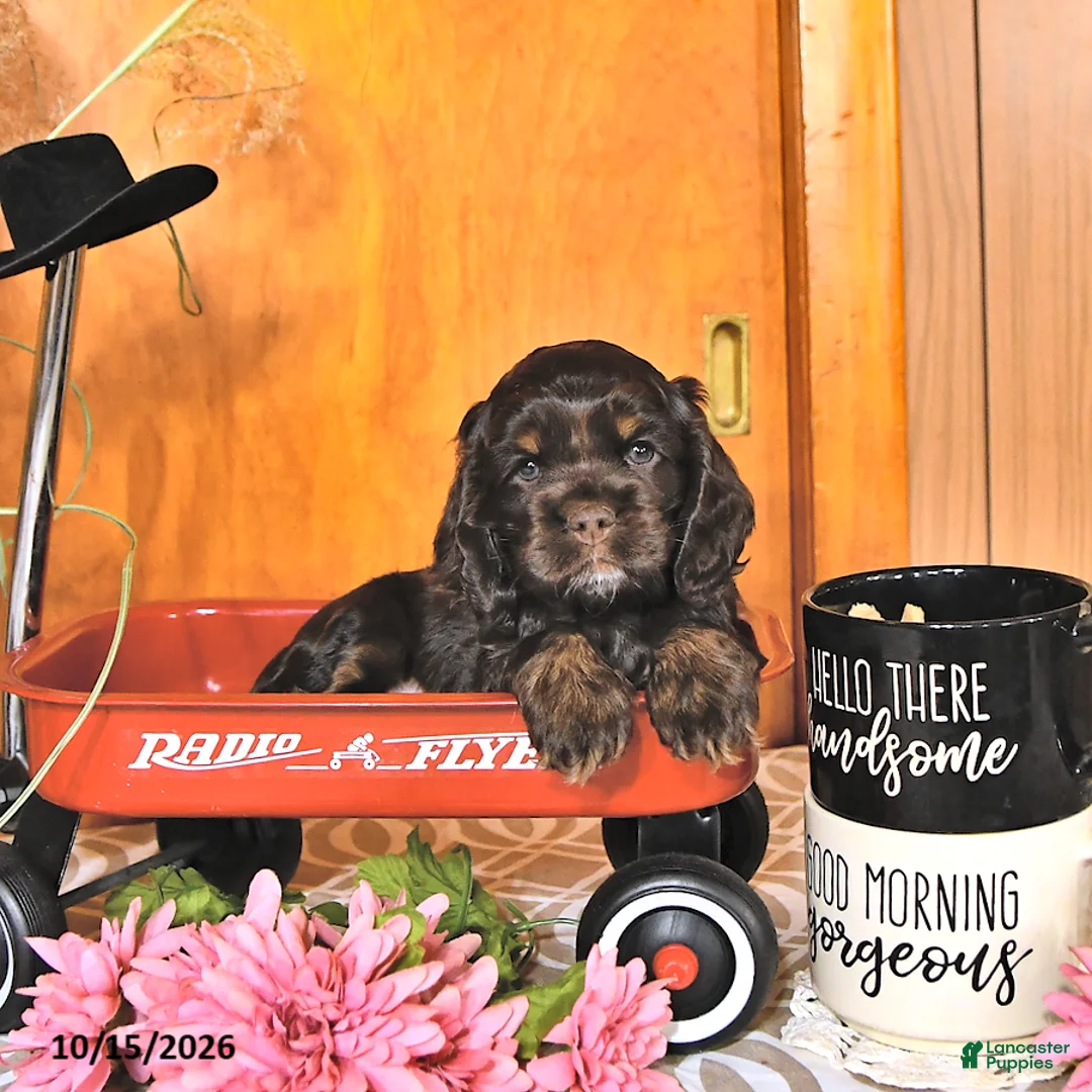 Cocker Spaniel dogs for sale: Renae - Ad 1