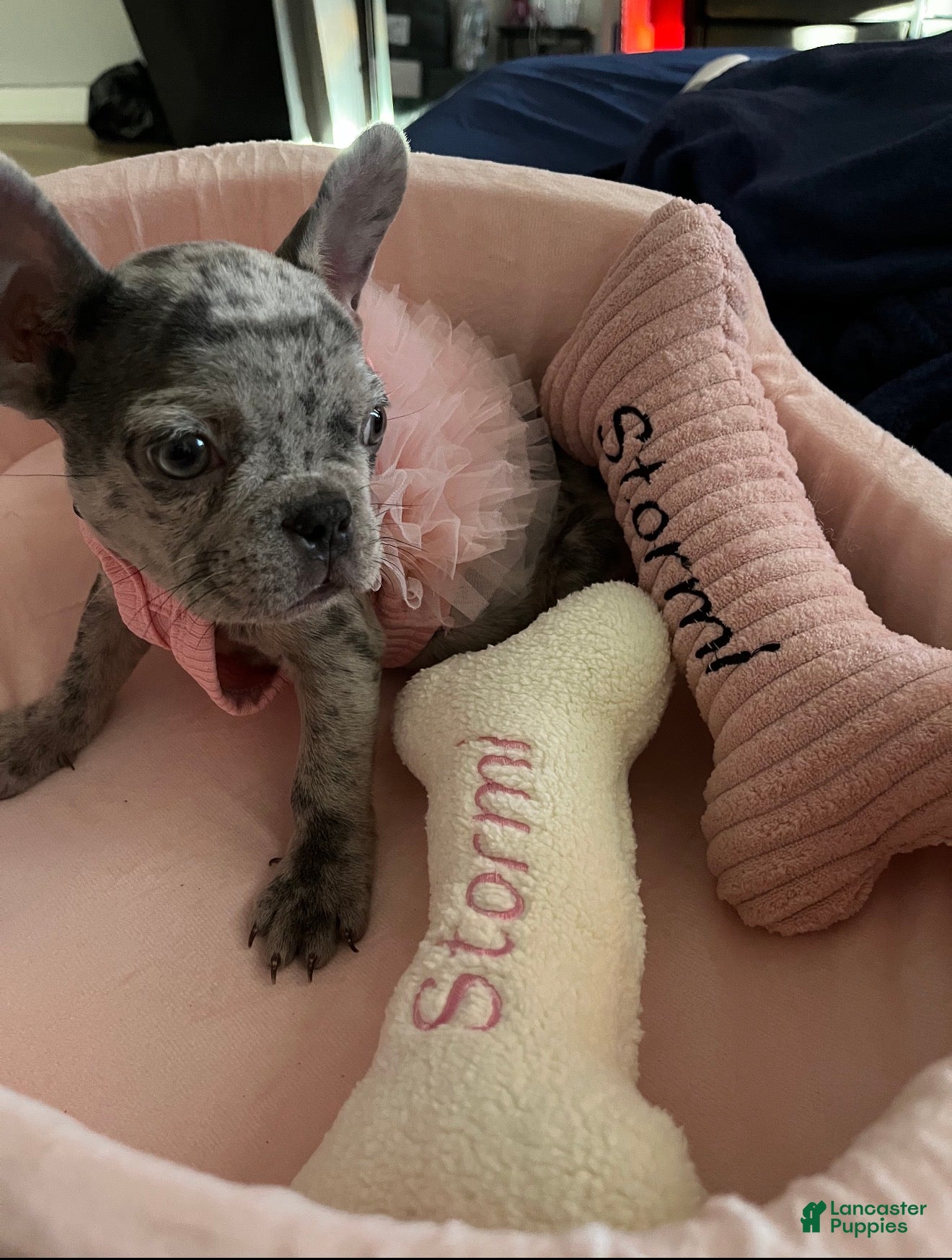 French Bulldog dogs Stormi - Ad 24