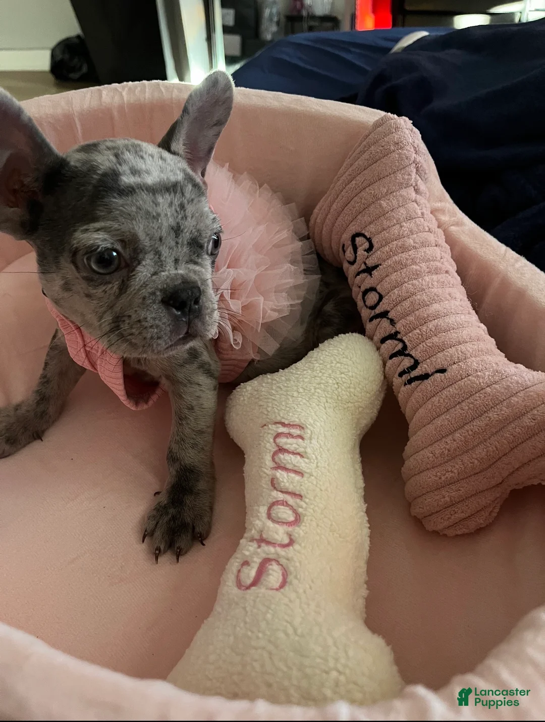 French Bulldog dogs for sale: Stormi - Ad 1