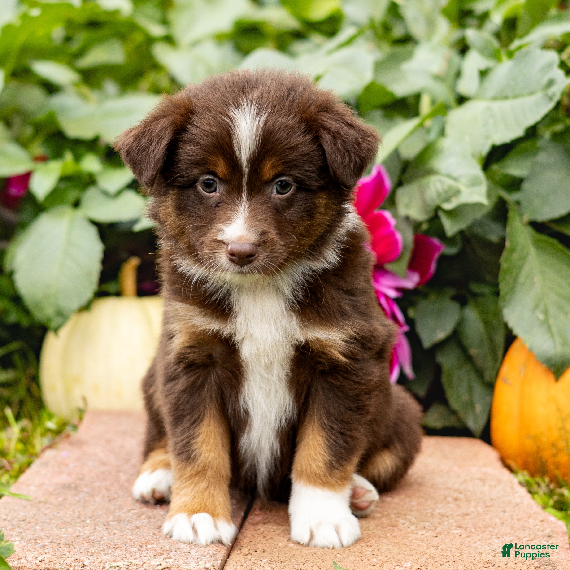 Miniature Australian Shepherd dogs Kayla - Ad 2
