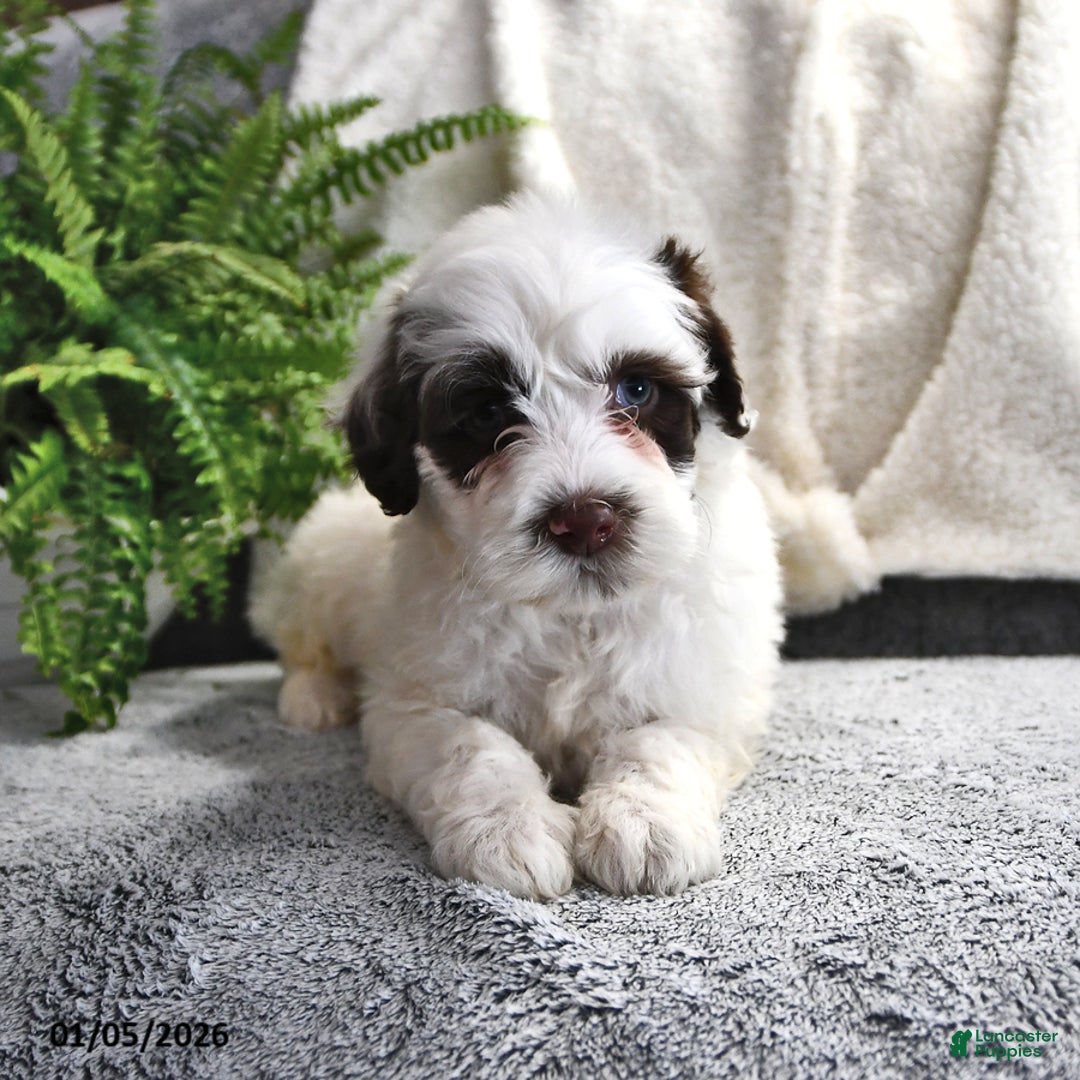 Portuguese Water Dog dogs for sale: Dumpling - Ad 6