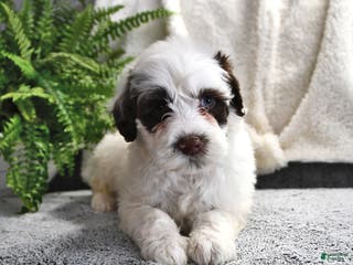 Portuguese Water Dog dogs Dumpling - Ad 6